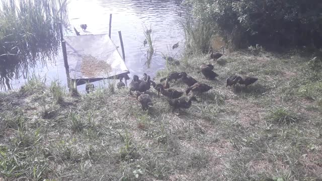 Nature in the Czech Republic