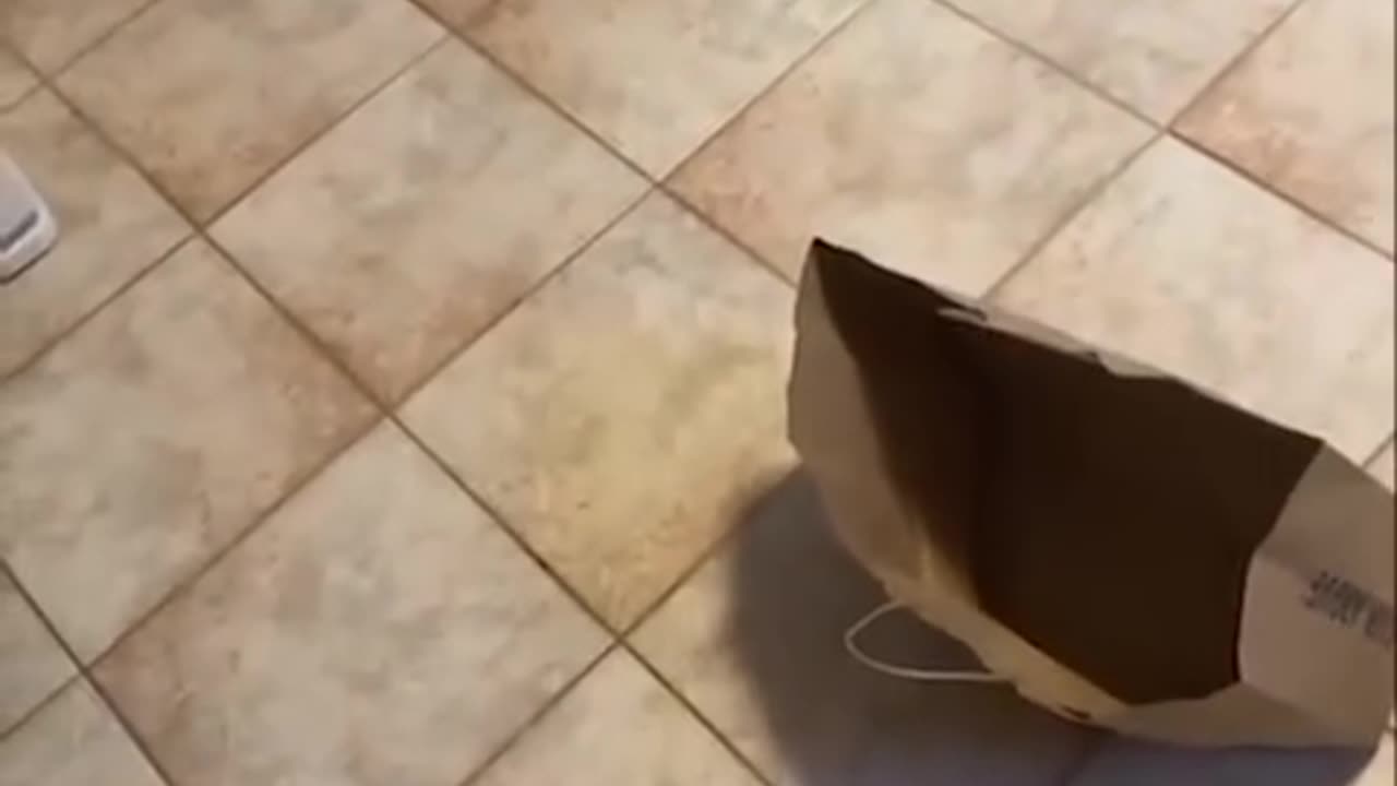 the cat jumps inside the bag