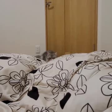 funny|prank|jokes|funny jokes|dad jokes|funny memes|funny video|fun|laughing|funny animal|knock