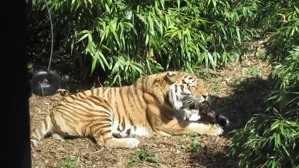 Video of a Tiger Eating