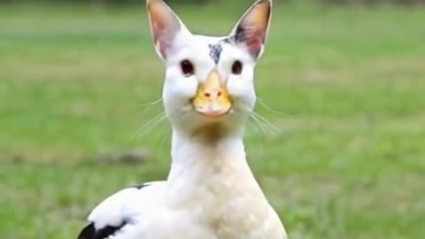 Beautiful duck with a cat head