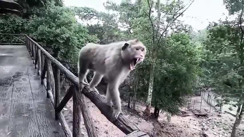 VÍDEOS DE ANIMALES SORPRENDENTES Y ASOMBROSOS 😮😮p