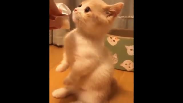 Cats - Baby cats - funny and fluffy (52) / Gatos - Filhotes - engraçados e fofos (52) #shorts