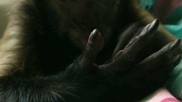 Sleepy Capuchin monkey is fascinated by his own hands