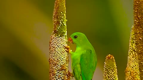 Wildlife and Funs
