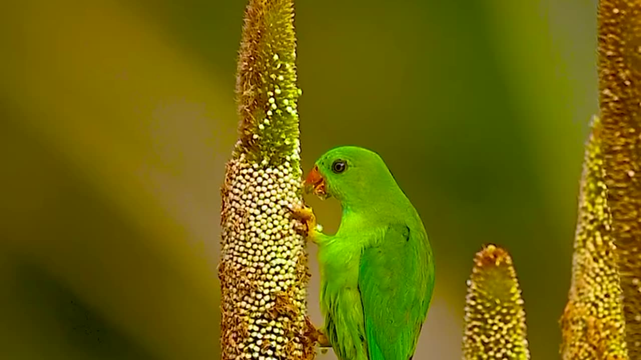 Wildlife and Funs
