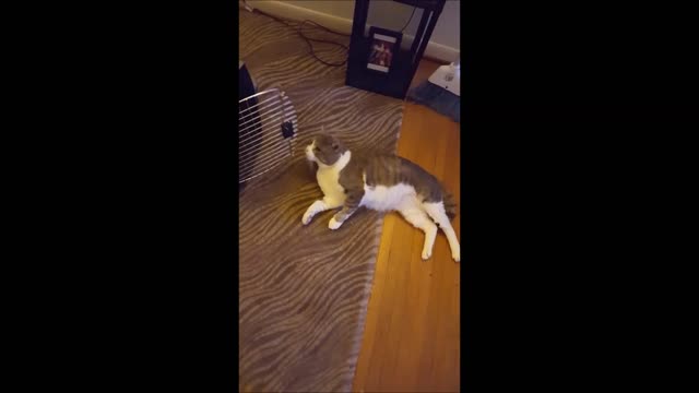 Groggy cat suffers the after effects of anesthesia