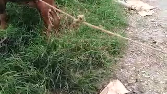 Cuando eres indomable