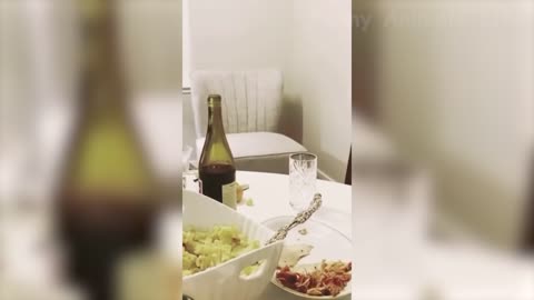 Best Funny Cats 😹 And Dogs 🐶 Videos - Funny Cat Reactions -Try Not To Laugh!