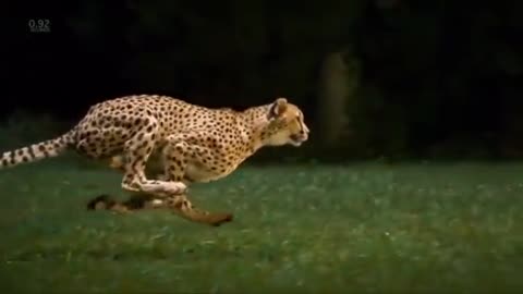 The fast animal