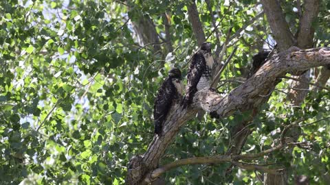 Red Tailed Hawks