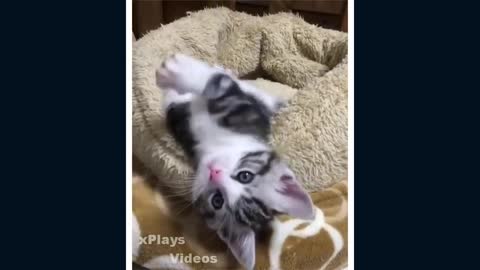 😹VERY Hilarious CATS😹