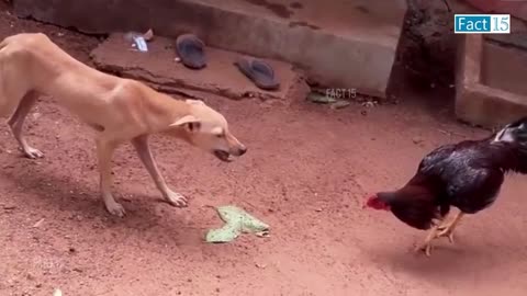 Animal funny video