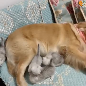 Tiny Kittens And Golden Retriever
