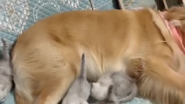 Tiny Kittens And Golden Retriever