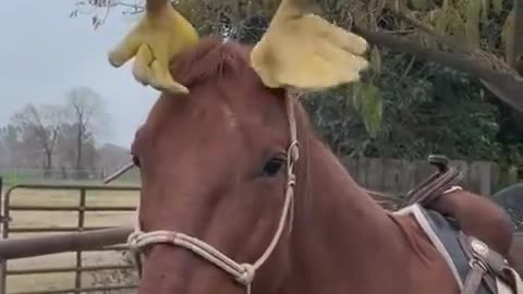 Now that’s a horse with a good sense of humor. 😂