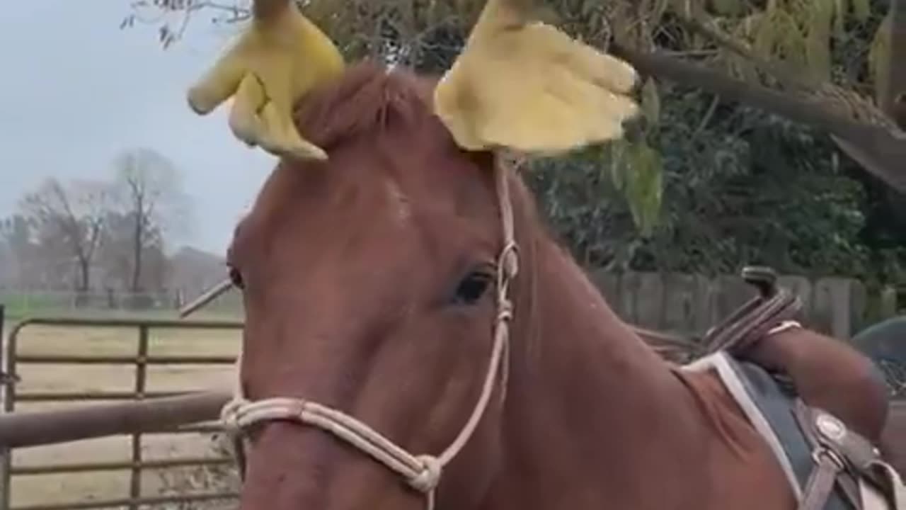 Now that’s a horse with a good sense of humor. 😂