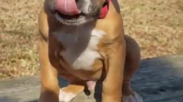 TRY NOT TO LAUGH FUNNIEST DOGS AND CATS COMPILATION#8