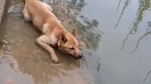 It's too hot to blow bubbles in the water