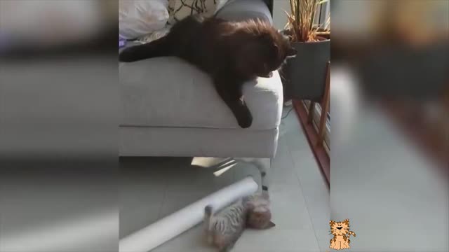 Cute Baby Cats and Funny Animals Video 2021 Compilation #6 FOND OF ANIMALS