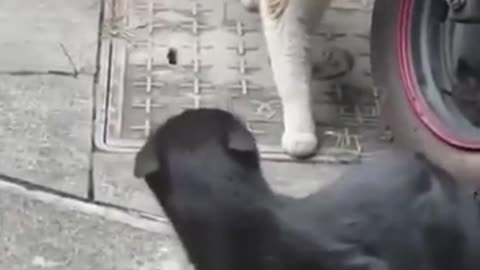 Funniest Cats and Dogs 🐶🐱 | Funny Animal Videos 53