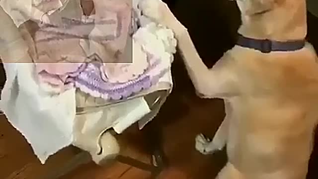 The dog is taking care of the baby