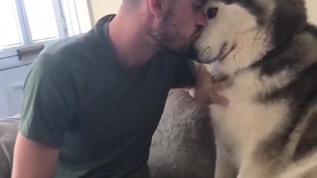 Husky Demand a Lot of Love from his Owner