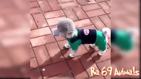 Funny Dog Behavior 😻 Funny Videos Make Stomach Sick Laugh