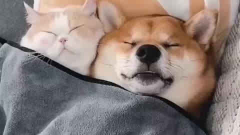 Funny cat & dog friendship