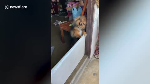 dog waiting for his friend