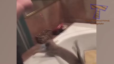 Cat in Bathroom