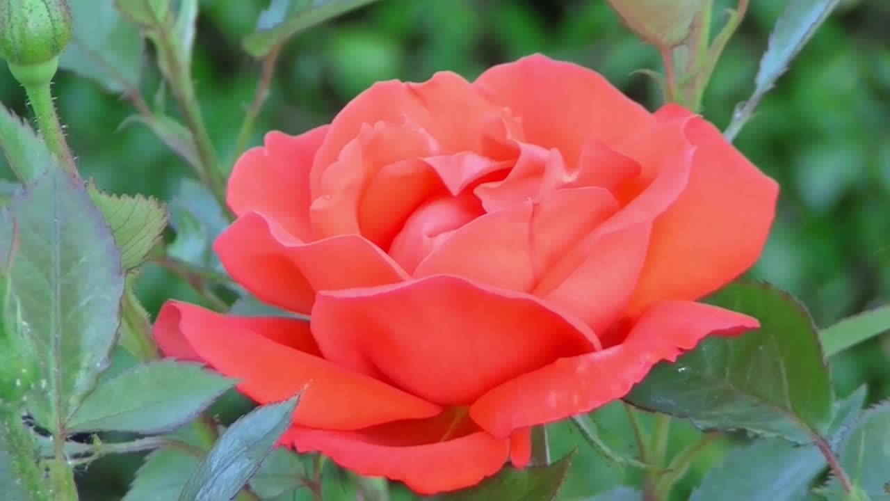 Beautiful opening Red rose Closeup