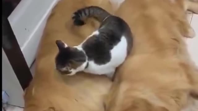 Gatinho Atrevido