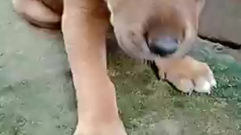 Funny animals videos