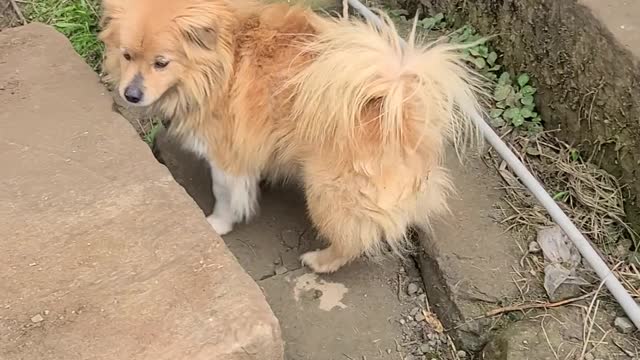 naughty dog