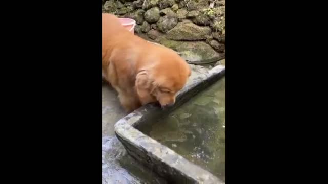 A dog saves the life of a fish