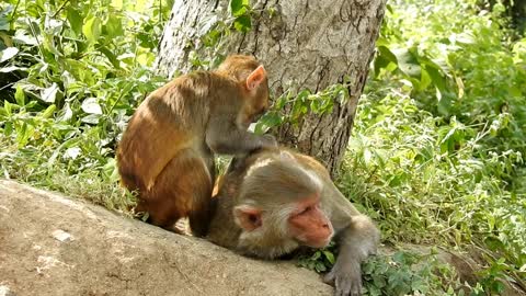 Lovely Monkey Son takes care of his mother