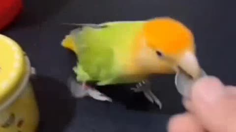 Intelligent parrot