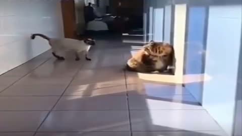 Funny cat funny cat