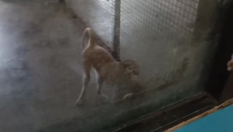 A little monkey afraid of people