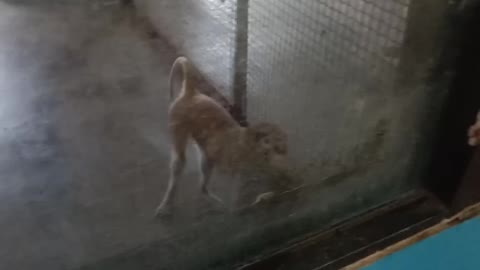 A little monkey afraid of people