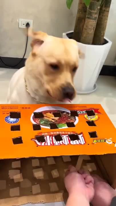 r end 😂 _ Dog videos _ Dogs video _ Cute dog shorts video _ #shorts