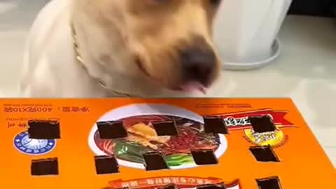 r end 😂 _ Dog videos _ Dogs video _ Cute dog shorts video _ #shorts
