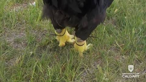 Rooster with Prosthetic Legs