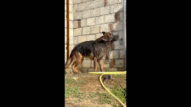 Its Shower Time With Dog