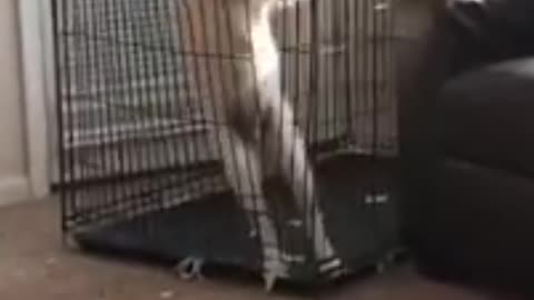 Fannny cats and dogs videos 2024,#84🤣💋👌#funnyvideo #funnymemes #dogs #cats #cute #foryouシ #foryoupageシ