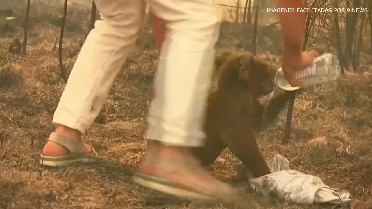 Fallece el koala rescatado durante los feroces incendios de Australia