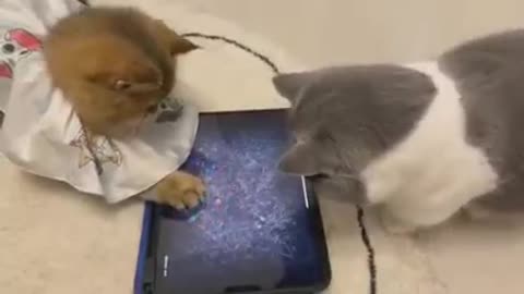 Cats Playing With iPad