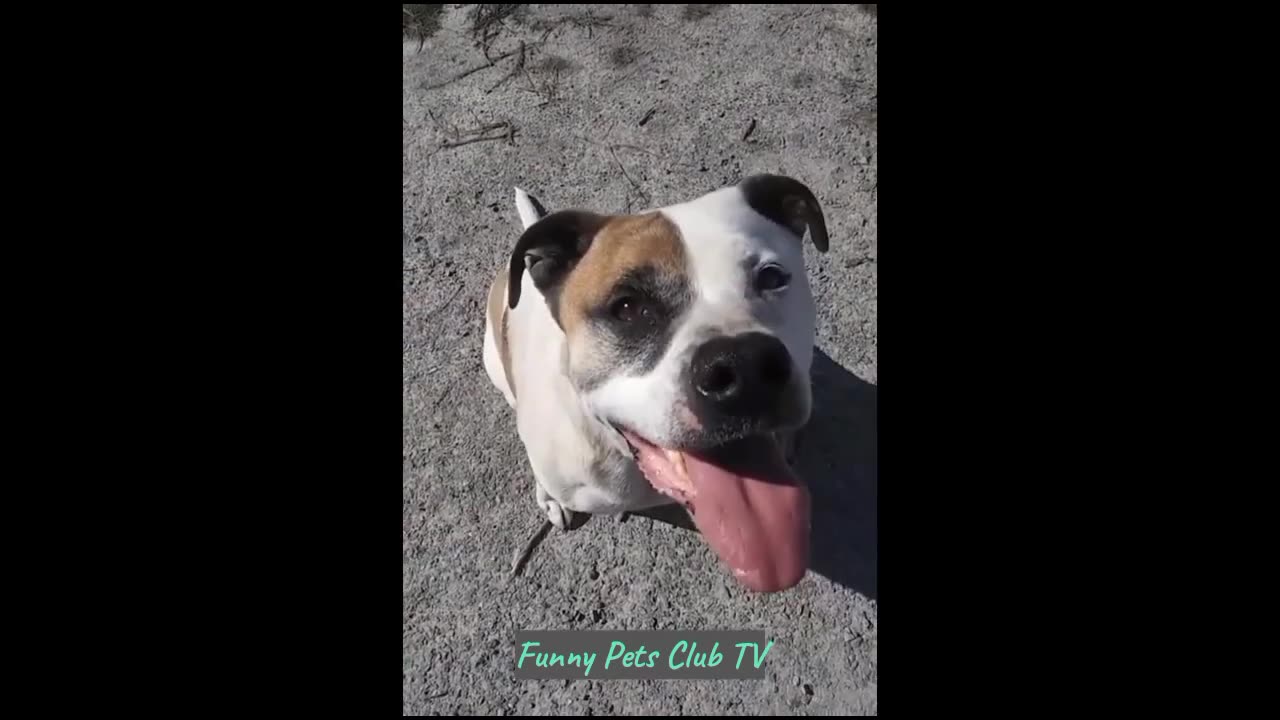 Try Not to Laugh-Funny Cats and Dogs Video