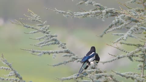 Lover birds .